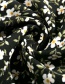 Fashion Black Flower Print Single-breasted Split Skirt