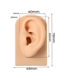 Fashion Flesh Left Ear Silicone Ear Display Model