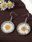 Fashion Set Of Silver Daisies Resin Dried Flower Round Necklace Stud Earrings Set
