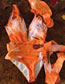 Fashion Orange Print Polyester Print Ruffle Lace Up One Piece Swimsuit