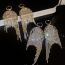 Fashion Ear Buckle-silver Copper Diamond Tassel Hoop Earrings