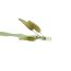 Fashion Hairpin-green Acrylic Leaf Bamboo Hairpin
