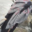 Fashion Gray Plover Pattenr Decorated Color Matching Design Shawl