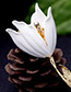 Fashion White Flower Decorated Pure Color Simple Brooch