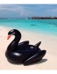 Fashion Gold Inflatable Black Swan Floating Row